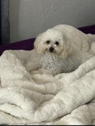 Lost Female Dog last seen E walnut st and baker dr, Independence, MO 64050