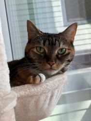 Reunited Female Cat last seen Manor and 26th Pl W, Seattle, WA 98199