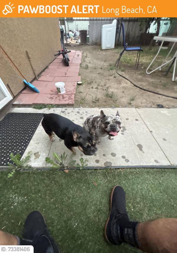 Found/Stray Unknown Dog last seen Silverado Park, Long Beach, CA 90810