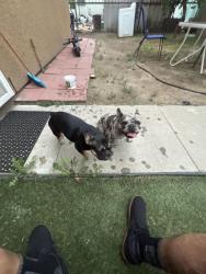 Found/Stray Unknown Dog last seen Silverado Park, Long Beach, CA 90810