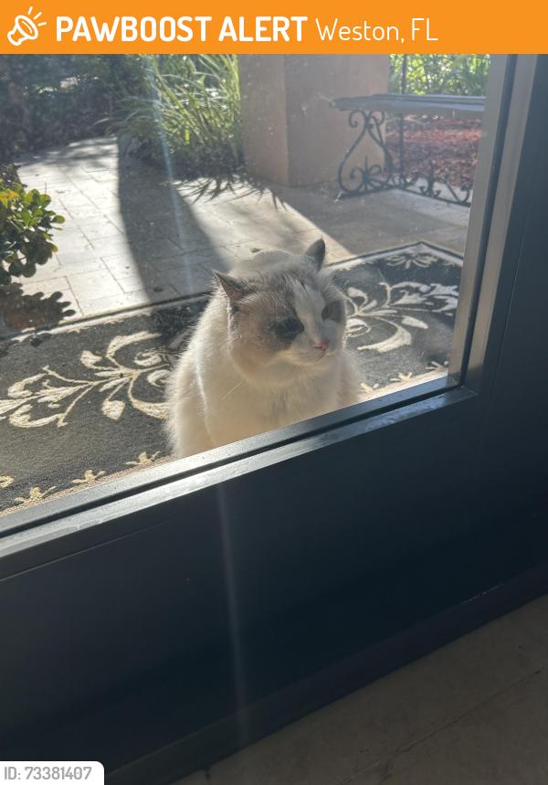 Found/Stray Unknown Cat last seen weston lakes - fairfax, Weston, FL 33326