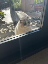 Found/Stray Unknown Cat last seen weston lakes - fairfax, Weston, FL 33326