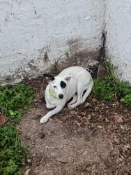 Lost Female Dog last seen River Landing subdivision, Tampa, FL 33617