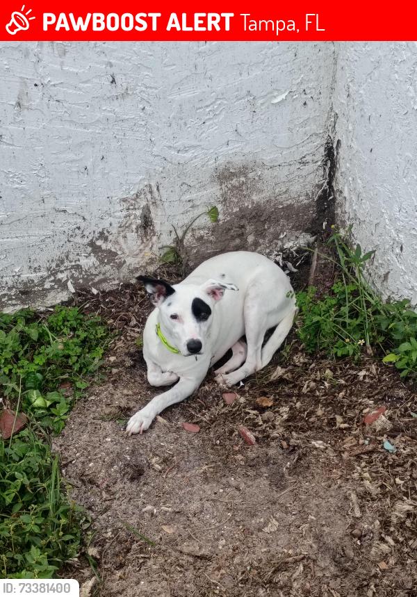 Lost Female Dog last seen River Landing subdivision, Tampa, FL 33617