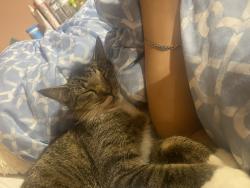 Lost Female Cat last seen Amanda and settler drive, Fort Myers, FL 33905