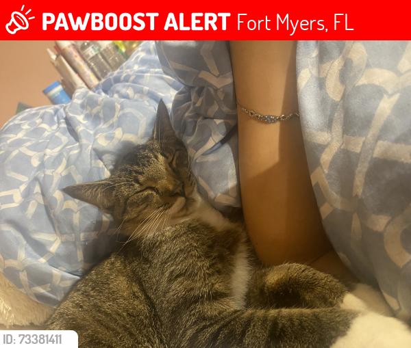 Lost Female Cat last seen Amanda and settler drive, Fort Myers, FL 33905