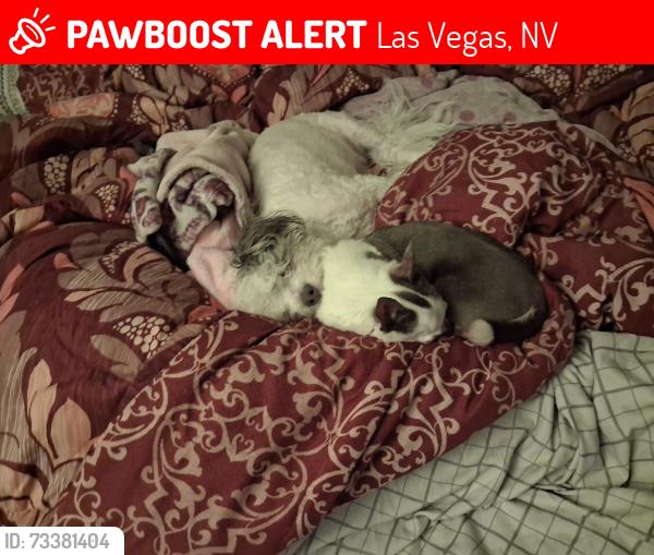Lost Female Dog last seen Boulder pines apmts, Las Vegas, NV 89121
