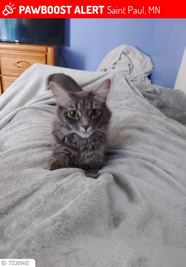 Lost Female Cat last seen Burns Ave between Earl and Claremont, Saint Paul, MN 55106