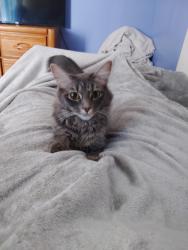 Lost Female Cat last seen Burns Ave between Earl and Claremont, Saint Paul, MN 55106