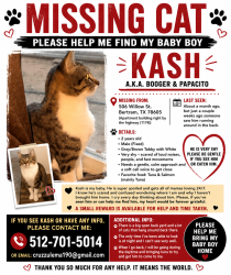 Lost Male Cat last seen Willow St., Bertram, TX 78605