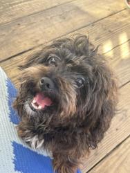 Found/Stray Male Dog last seen 12th st Washington, Allentown, PA 18102