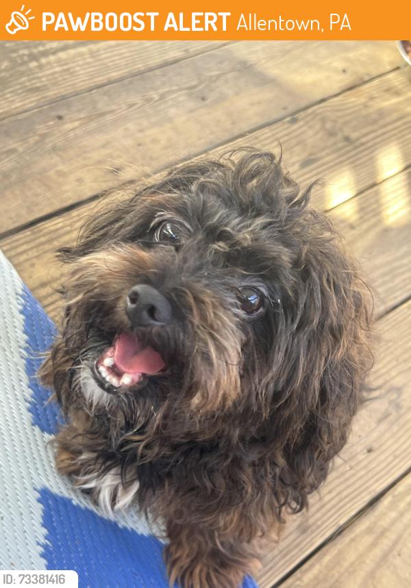 Found/Stray Male Dog last seen 12th st Washington, Allentown, PA 18102