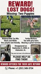 Lost Male Dog last seen Alabaster alabama, Alabaster, AL 35007