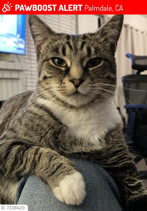 Lost Female Cat last seen Ave N-8 and Avenida Vista Verde, Palmdale, CA 93551