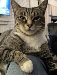 Lost Female Cat last seen Ave N-8 and Avenida Vista Verde, Palmdale, CA 93551