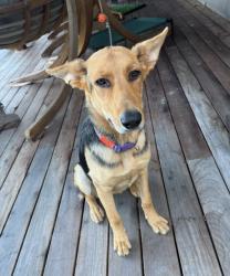Reunited Female Dog last seen Near Okoboji Dr, Fletcher, NC 28732