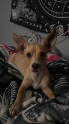 Found/Stray Male Dog last seen Lewis and Campbell, Riverside, CA 92503