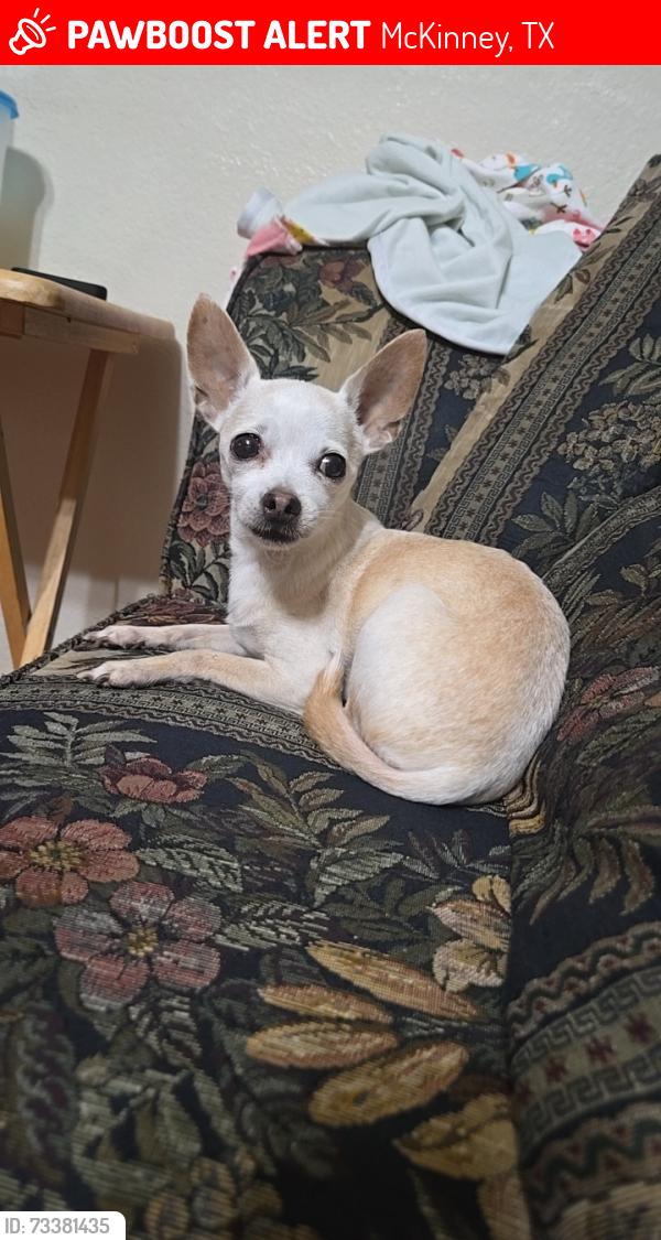Lost Female Dog last seen Vega Elementary, McKinney, TX 75071