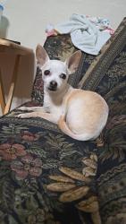 Lost Female Dog last seen Vega Elementary, McKinney, TX 75071