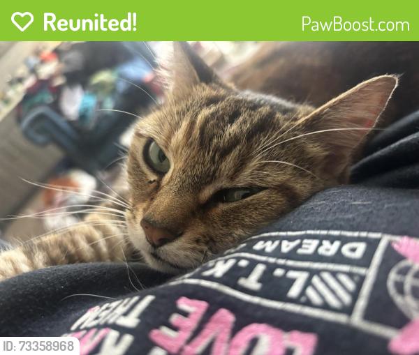 Reunited Female Cat last seen Abram and Mesquite st by the train tracks, Arlington, TX 76010