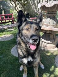 Reunited Male Dog last seen 126th st Compton ca 90222, Compton, CA 90222