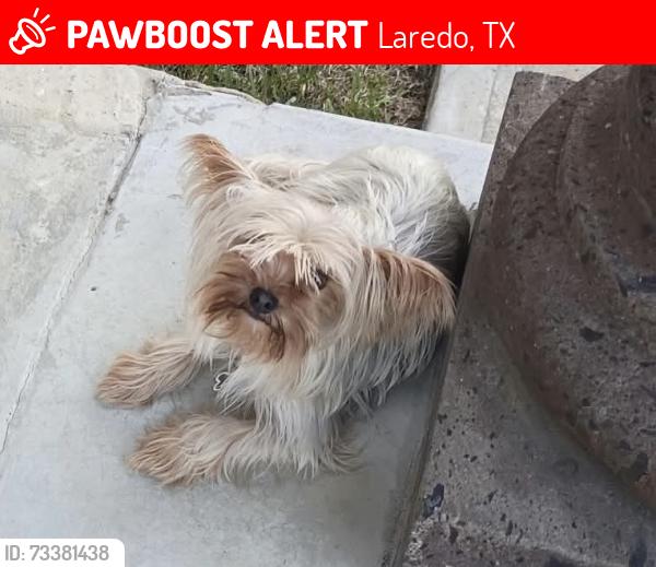 Lost Female Dog last seen Socrates ln, Laredo, TX 78046