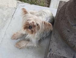Lost Female Dog last seen Socrates ln, Laredo, TX 78046