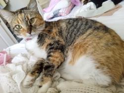 Lost Female Cat last seen Damato park, San Diego, CA 92124