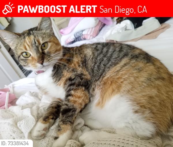 Lost Female Cat last seen Damato park, San Diego, CA 92124