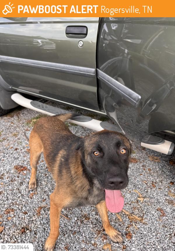 Found/Stray Male Dog last seen Henard chapel, Rogersville, TN 37857