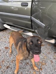Found/Stray Male Dog last seen Henard chapel, Rogersville, TN 37857