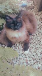 Lost Male Cat last seen Thornly Park ave, Renfrewshire, Scotland 