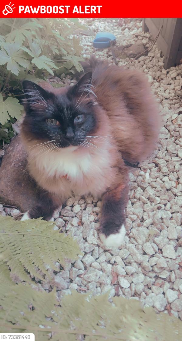 Lost Male Cat last seen Thornly Park ave, Renfrewshire, Scotland 
