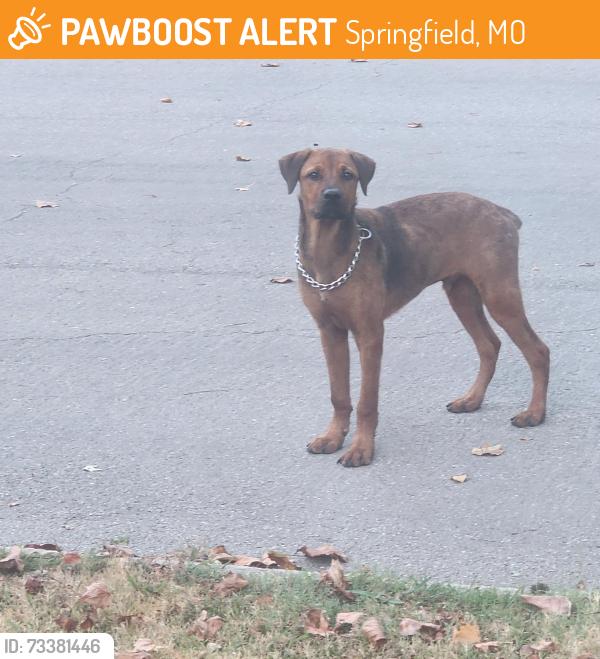 Found/Stray Male Dog last seen Crestview and nettleton, Springfield, MO 65807