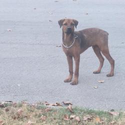 Found/Stray Male Dog last seen Crestview and nettleton, Springfield, MO 65807