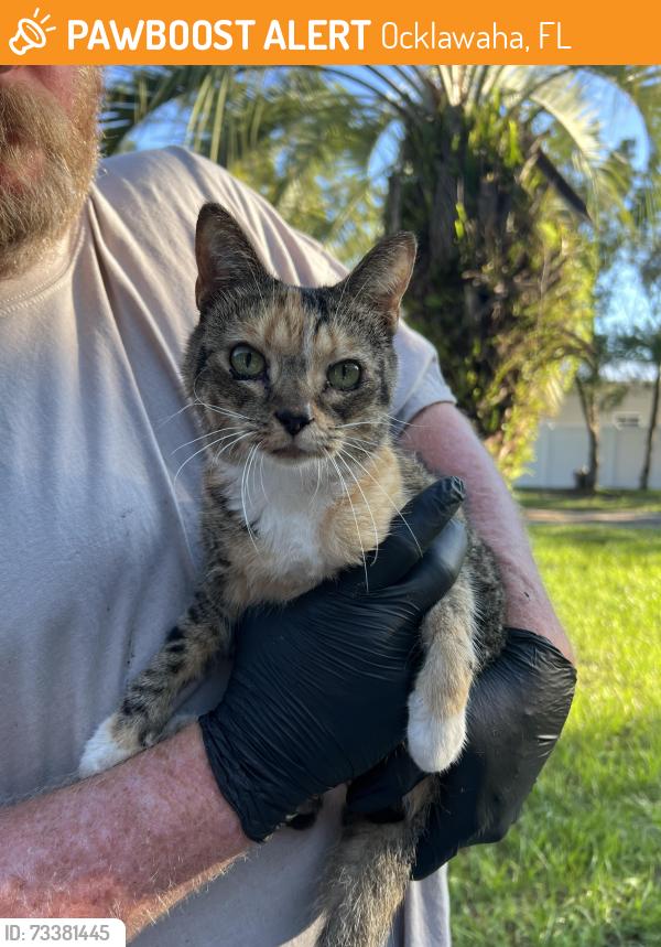 Found/Stray Unknown Cat last seen Hwy 464c, Ocklawaha, FL 32179