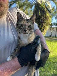 Found/Stray Unknown Cat last seen Hwy 464c, Ocklawaha, FL 32179