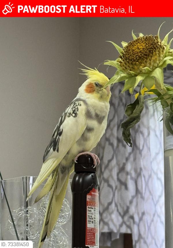 Lost Female Bird last seen Woodland Hills Road and Violet Lane, Batavia, IL 60510
