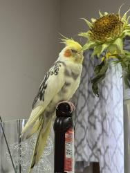 Lost Female Bird last seen Woodland Hills Road and Violet Lane, Batavia, IL 60510