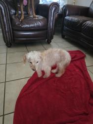 Reunited Unknown Dog last seen Marshall and Camara ct, Grand Prairie, TX 75051