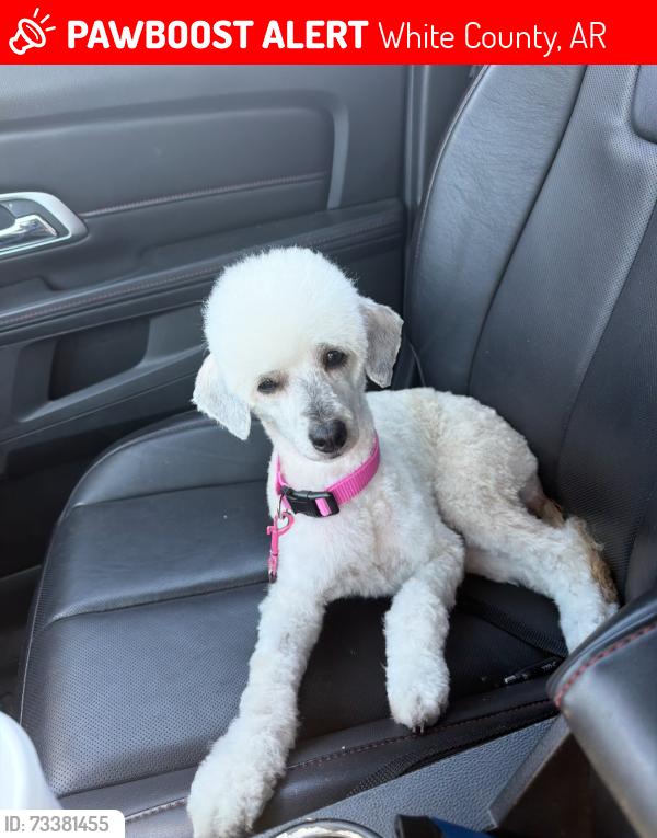 Lost Female Dog last seen Cindy Ln/ Nicholson Rd Searcy AR, White County, AR 72143