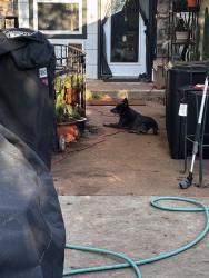 Found/Stray Male Dog last seen Kitchen lake, Oklahoma City, OK 73135