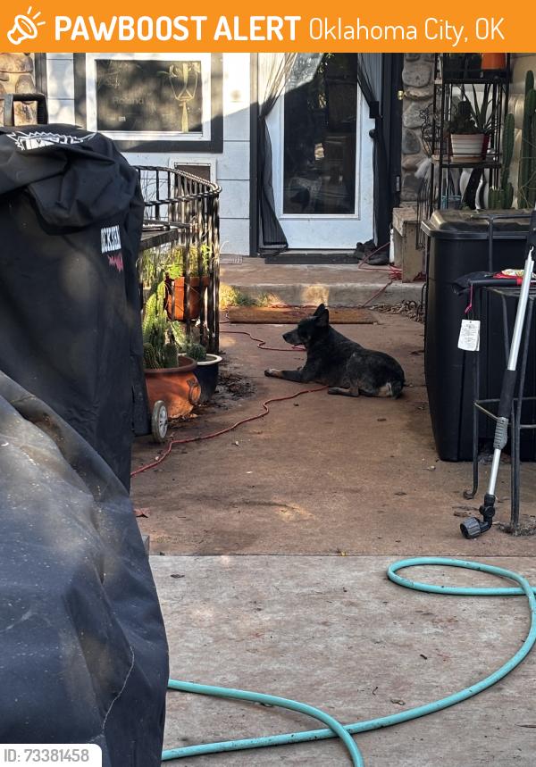 Found/Stray Male Dog last seen Kitchen lake, Oklahoma City, OK 73135