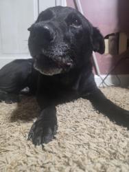 Lost Male Dog last seen Leonard rd Lexington 27295, Lexington, NC 27295