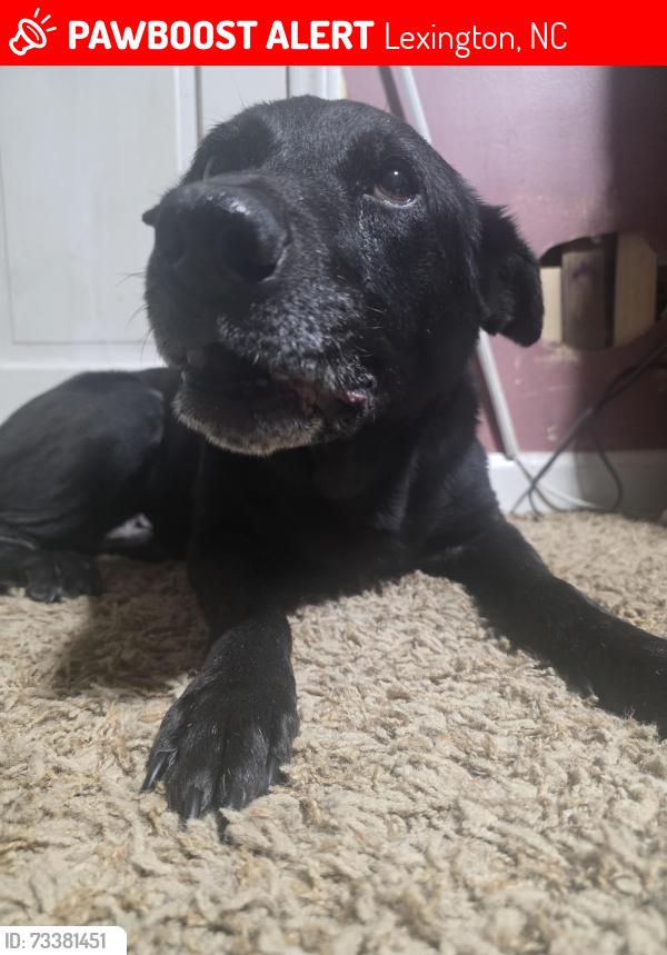Lost Male Dog last seen Leonard rd Lexington 27295, Lexington, NC 27295