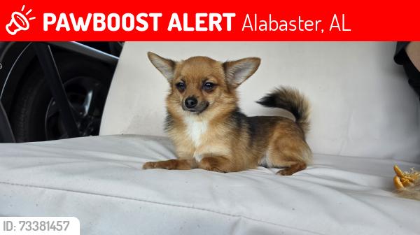 Lost Male Dog last seen Thompson road alabaster al, Alabaster, AL 35007