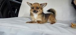 Lost Male Dog last seen Thompson road alabaster al, Alabaster, AL 35007