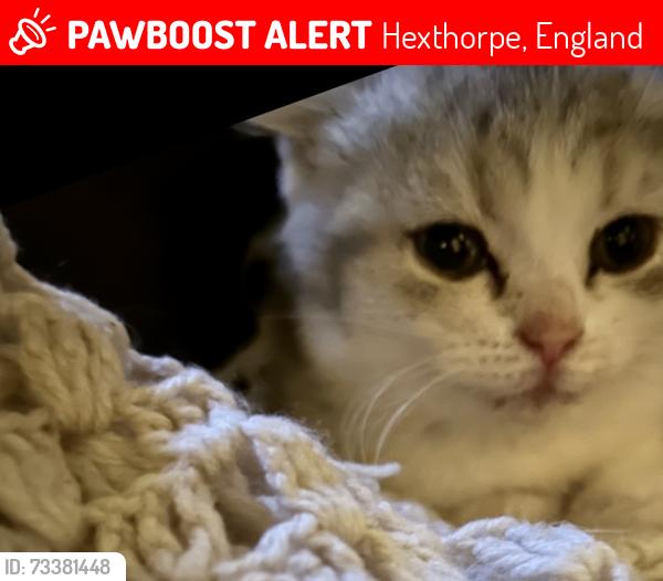Lost Female Cat last seen Hexthorpe, Hexthorpe, England 