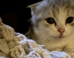 Lost Female Cat last seen Hexthorpe, Hexthorpe, England 
