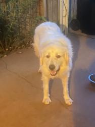 Reunited Male Dog last seen Old fort parkway, Murfreesboro, TN 37128